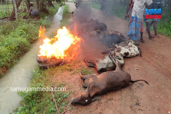 கடும் குளிரால் 10க்கு மேற்பட்ட கால்நடைகள் உயிரிழப்பு! 